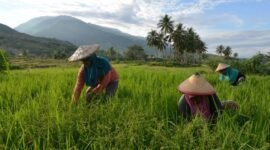 Koordinasi cepat antarinstansi menjaga stabilitas harga dan pasokan bahan pangan. (Joke)