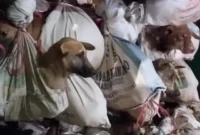 Ilustrasi - Anjing-anjing dalam karung untuk dijual di Korea. (BBC)