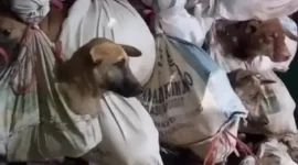 Ilustrasi - Anjing-anjing dalam karung untuk dijual di Korea. (BBC)