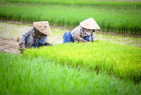 DIY harus mempertahankan lahan produktif yang tersisa sebagai bagian dari memperkuat ketahanan pangan nasional. (Joke)