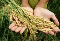 Ilustrasi - Strategis ketahanan pangan (SP)