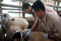 Pemerintah Kota Yogyakarta memperkuat pencegahan melalui percepatan vaksinasi PMK pada ternak sapi, kambing, dan domba. (Pemkot Yogyakarta)