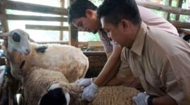 Pemerintah Kota Yogyakarta memperkuat pencegahan melalui percepatan vaksinasi PMK pada ternak sapi, kambing, dan domba. (Pemkot Yogyakarta)