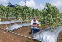 Petani buah Melon sekaligus pengurus Kadin Banten saat memperlihatkan buah Melon Premium. 