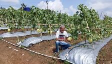 Petani buah Melon sekaligus pengurus Kadin Banten saat memperlihatkan buah Melon Premium. 