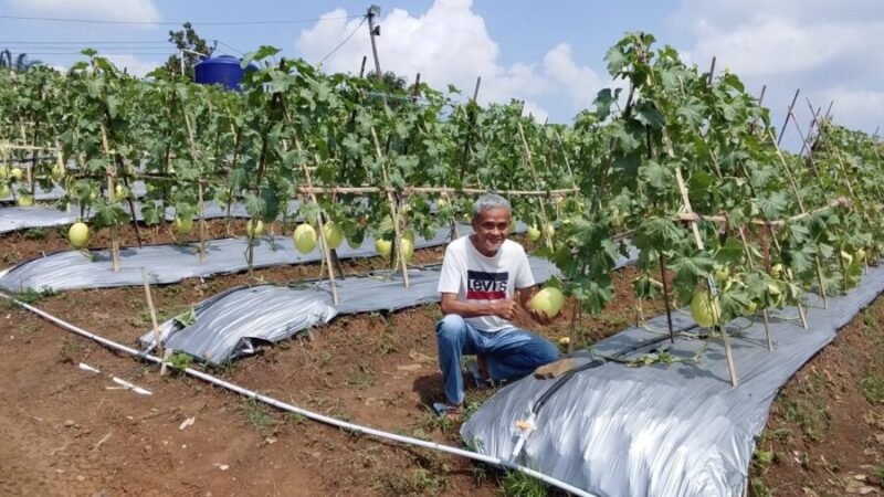 Petani buah Melon sekaligus pengurus Kadin Banten saat memperlihatkan buah Melon Premium. 