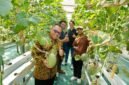 Kepala DPMPTSP DIY bersama pengelola Inofarm dan Direktorat Inovasi Hilirisasi UMY saat melakukan panen melon hidroponik di kebun Inofarm Jogja