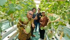 Kepala DPMPTSP DIY bersama pengelola Inofarm dan Direktorat Inovasi Hilirisasi UMY saat melakukan panen melon hidroponik di kebun Inofarm Jogja