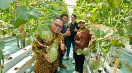 Kepala DPMPTSP DIY bersama pengelola Inofarm dan Direktorat Inovasi Hilirisasi UMY saat melakukan panen melon hidroponik di kebun Inofarm Jogja