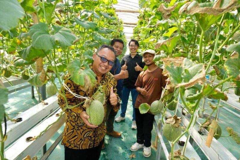 Kepala DPMPTSP DIY bersama pengelola Inofarm dan Direktorat Inovasi Hilirisasi UMY saat melakukan panen melon hidroponik di kebun Inofarm Jogja