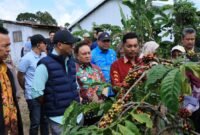 Gubernur Lampung didampingi Wakil Bupati Lampung Barat  mengamati tanaman kopi meninjau Kebun Induk Hanakau, Kecamatan Sukau, Kabupaten Lampung Barat