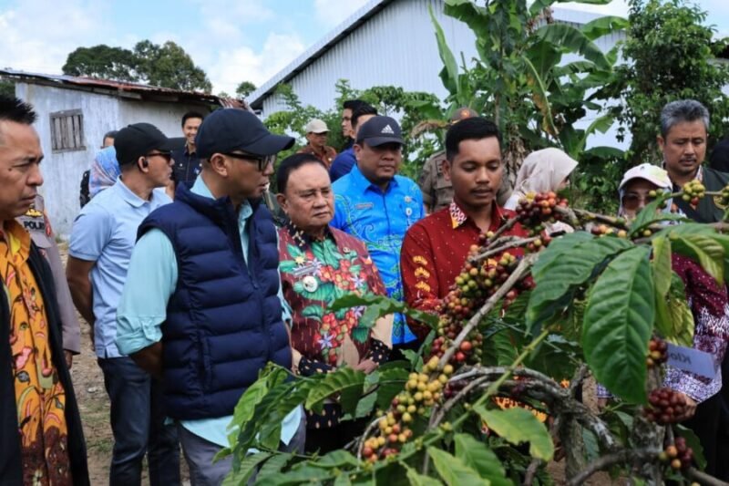 Gubernur Lampung didampingi Wakil Bupati Lampung Barat  mengamati tanaman kopi meninjau Kebun Induk Hanakau, Kecamatan Sukau, Kabupaten Lampung Barat