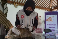 Kepala Medik Veteriner Dinas Pertanian dan Pangan Kota Yogyakarta Sri Wahyuningsih memberikan vaksinasi gratis kepada hewan penular rabies. (Joke/Dinkominfosan)