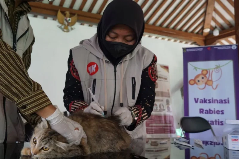 Kepala Medik Veteriner Dinas Pertanian dan Pangan Kota Yogyakarta Sri Wahyuningsih memberikan vaksinasi gratis kepada hewan penular rabies. (Joke/Dinkominfosan)