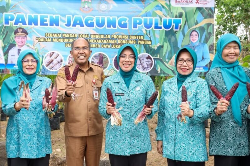 Ketua TP PKK Provinsi Banten Tinawati Andra Soni menunjukkan hasil budidaya jagung pulut bersama pengurus saat acara Panen Jagung Pulut